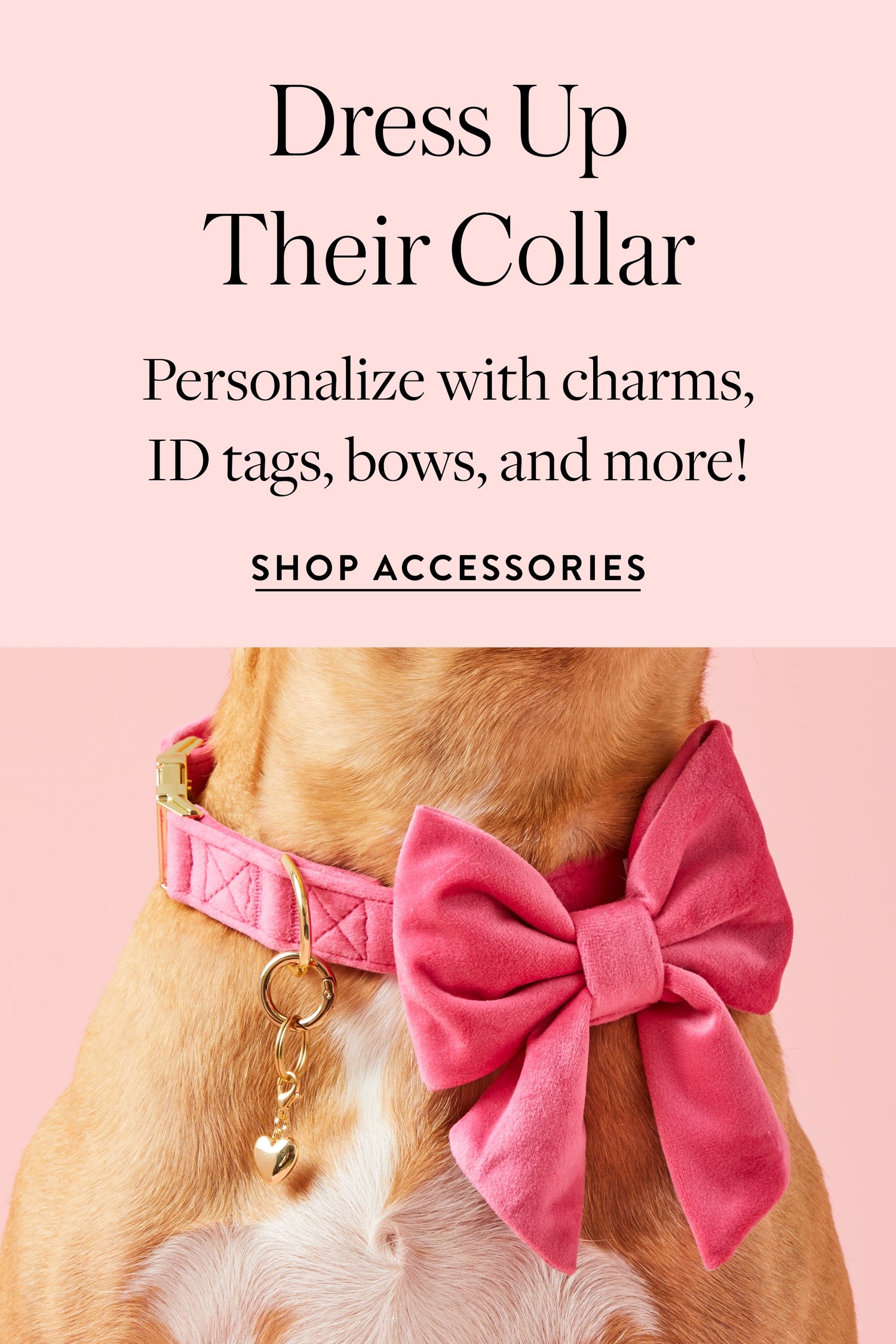 Dog Collar Accessories at The Foggy Dog