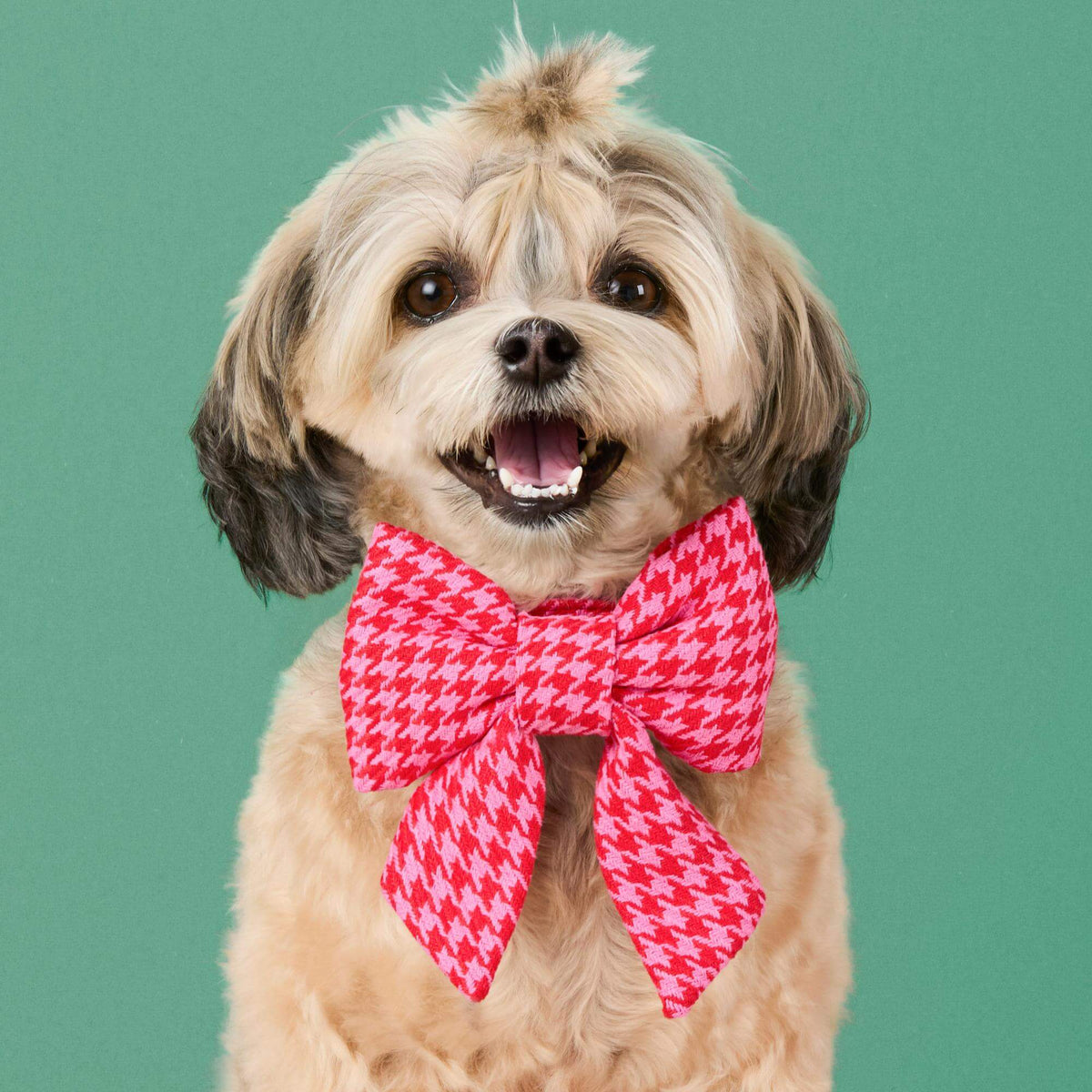 #Modeled by Ellie (9lbs) in a Small collar and Large lady bow
