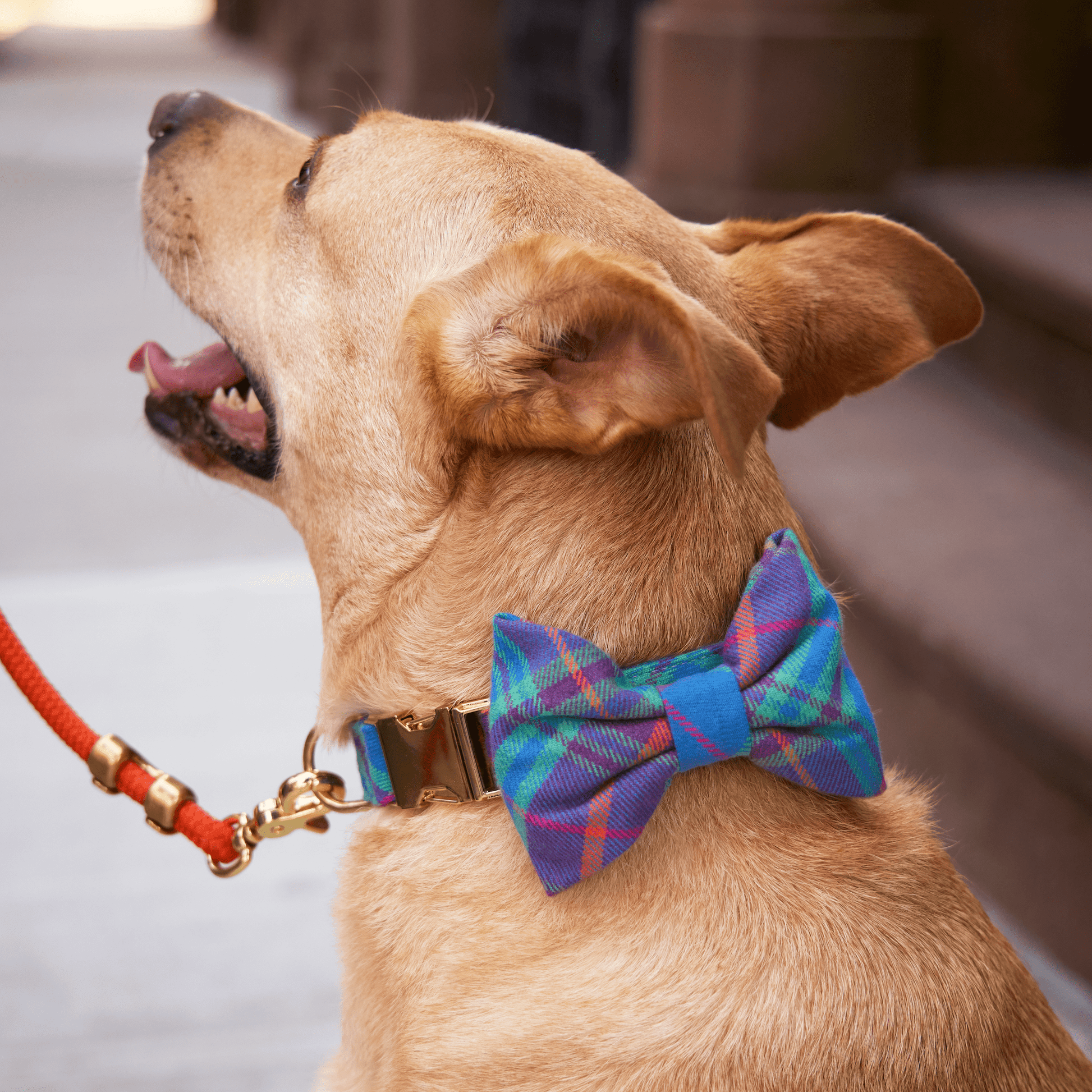 #Modeled by Max (50lbs) in a Medium collar and Large bow tie