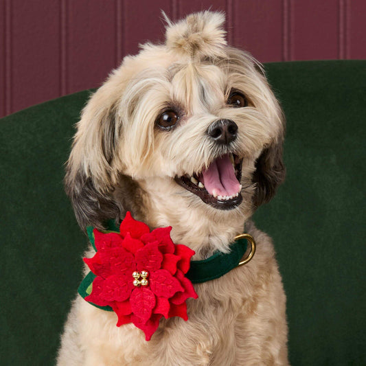 Poinsettia Dog Collar Flower Set view 2