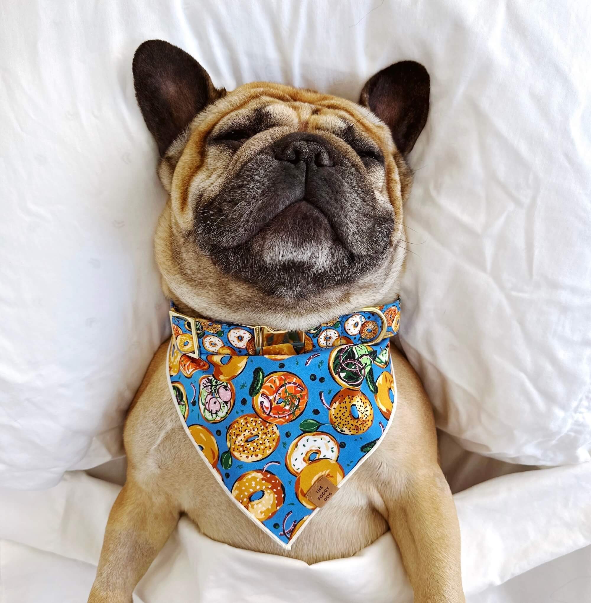Printfresh x TFD Bagels & Schmear Dog Bandana – The Foggy Dog