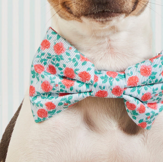 #Modeled by Killua (14lbs) in a Small collar and Large bow tie