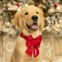 #Modeled by Ralphie (30lbs) in a Large lady bow
