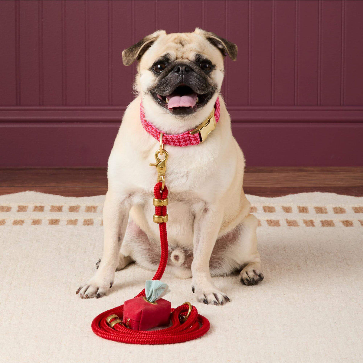 #Modeled by Greg (23lbs) in a Medium collar and Standard leash