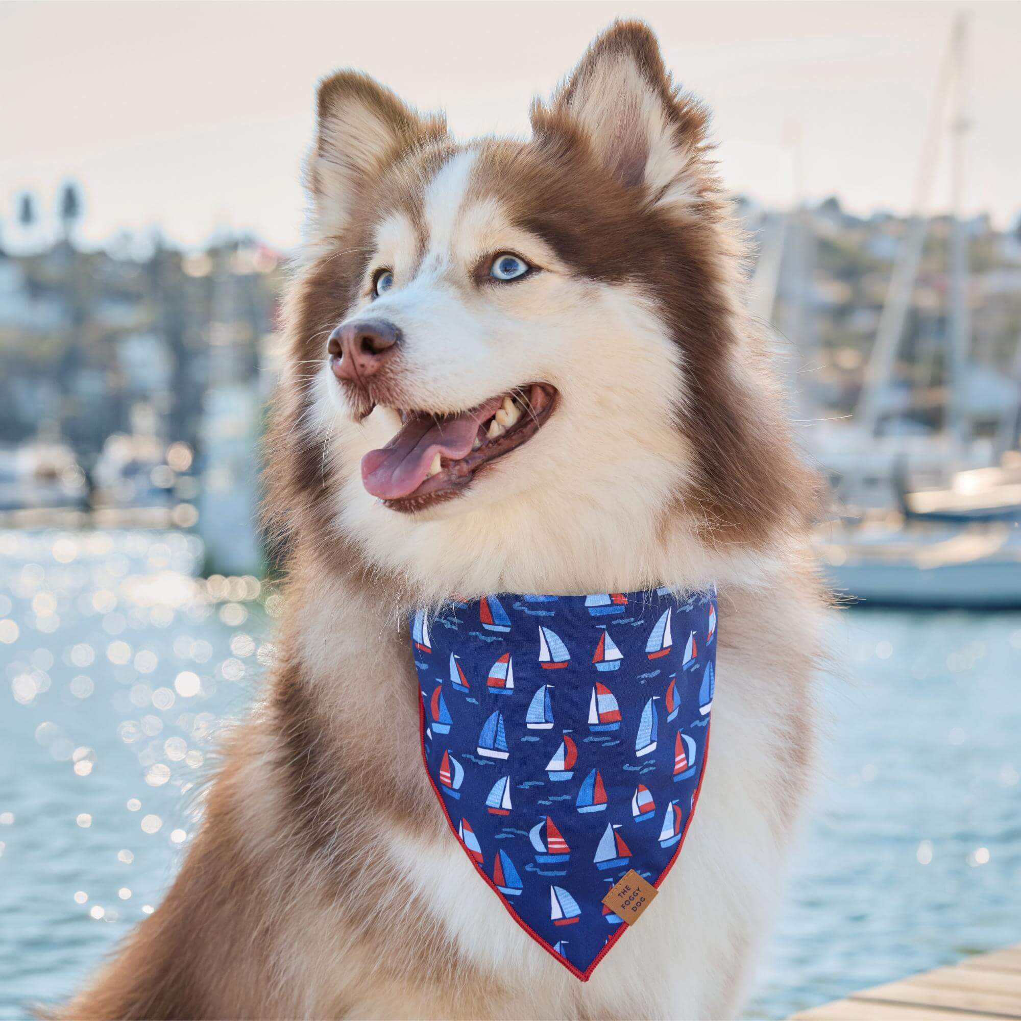 Nautical Collection – The Foggy Dog