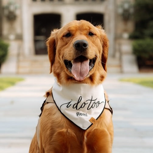 #Modeled by Remi (70lbs) in Large
