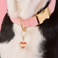 Rescued With Love Collar Charm from The Foggy Dog