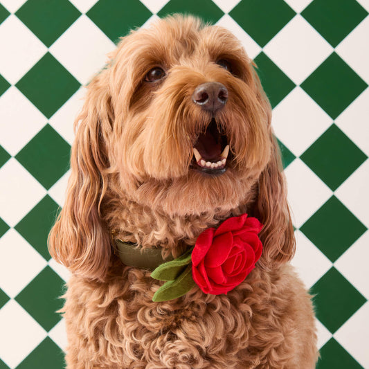 #Modeled by Ruby (23lbs) in a Medium collar