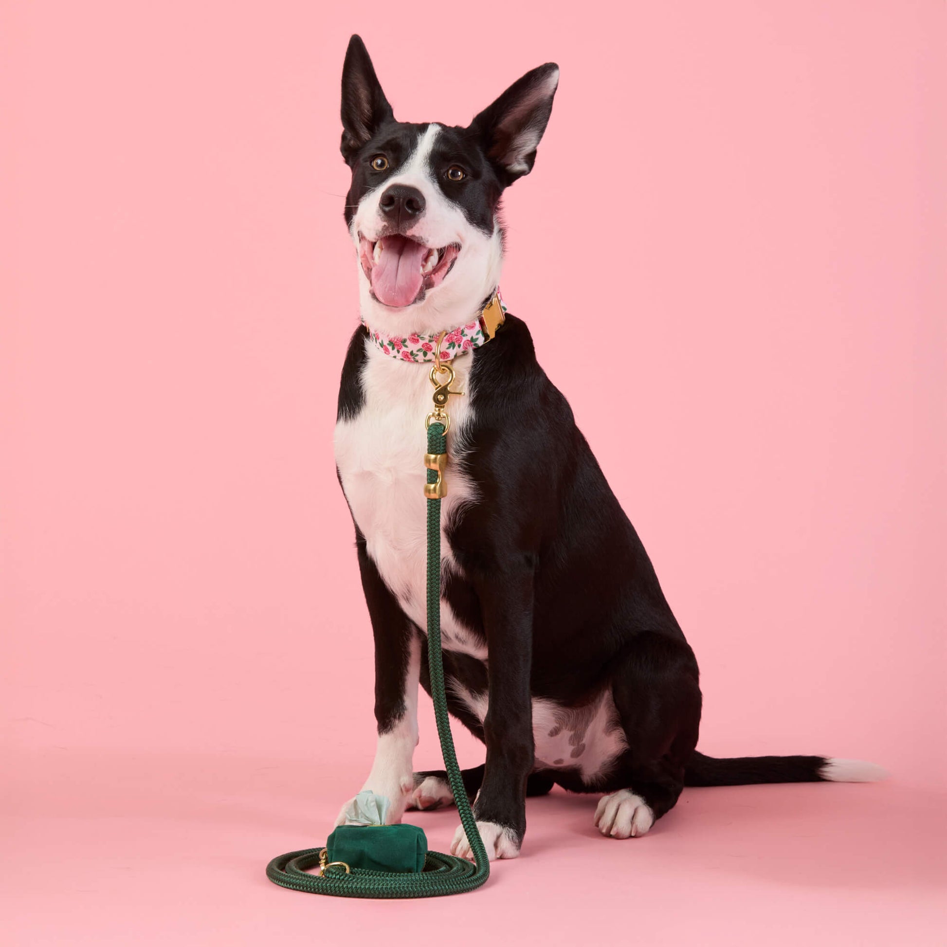 #Modeled by Leo (35lbs) in a Medium collar and Standard leash