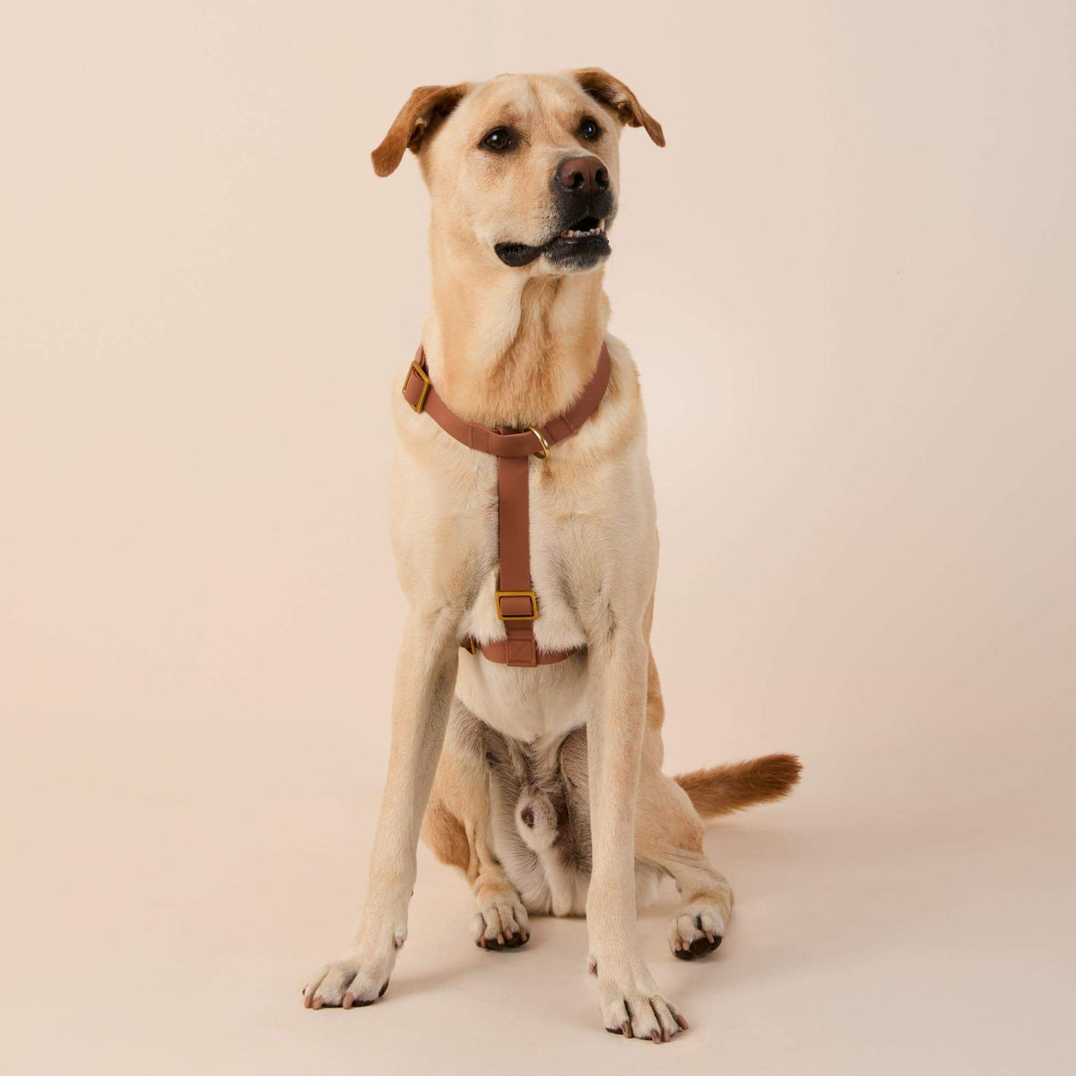 Active Flex Dog Harness - With Handle (M/L), Saddle view 3
