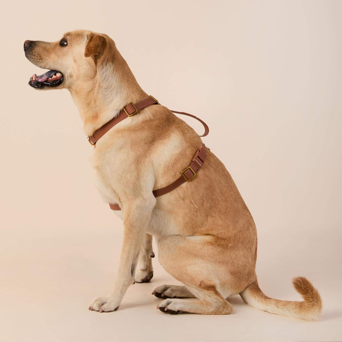 Active Flex Dog Harness - With Handle (M/L), Saddle view 4