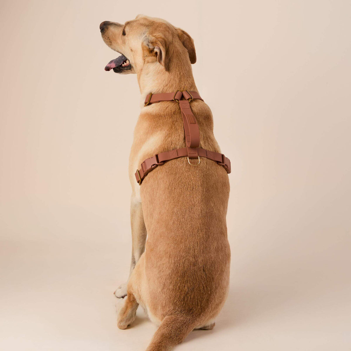 Active Flex Dog Harness - With Handle (M/L), Saddle view 5