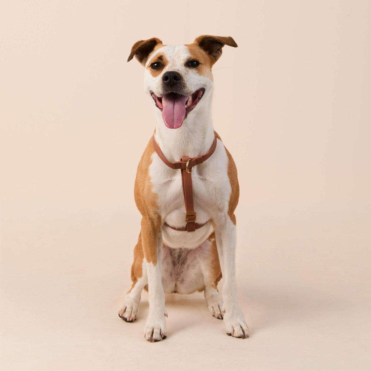 Active Flex Dog Harness (XS/S), Saddle view 3