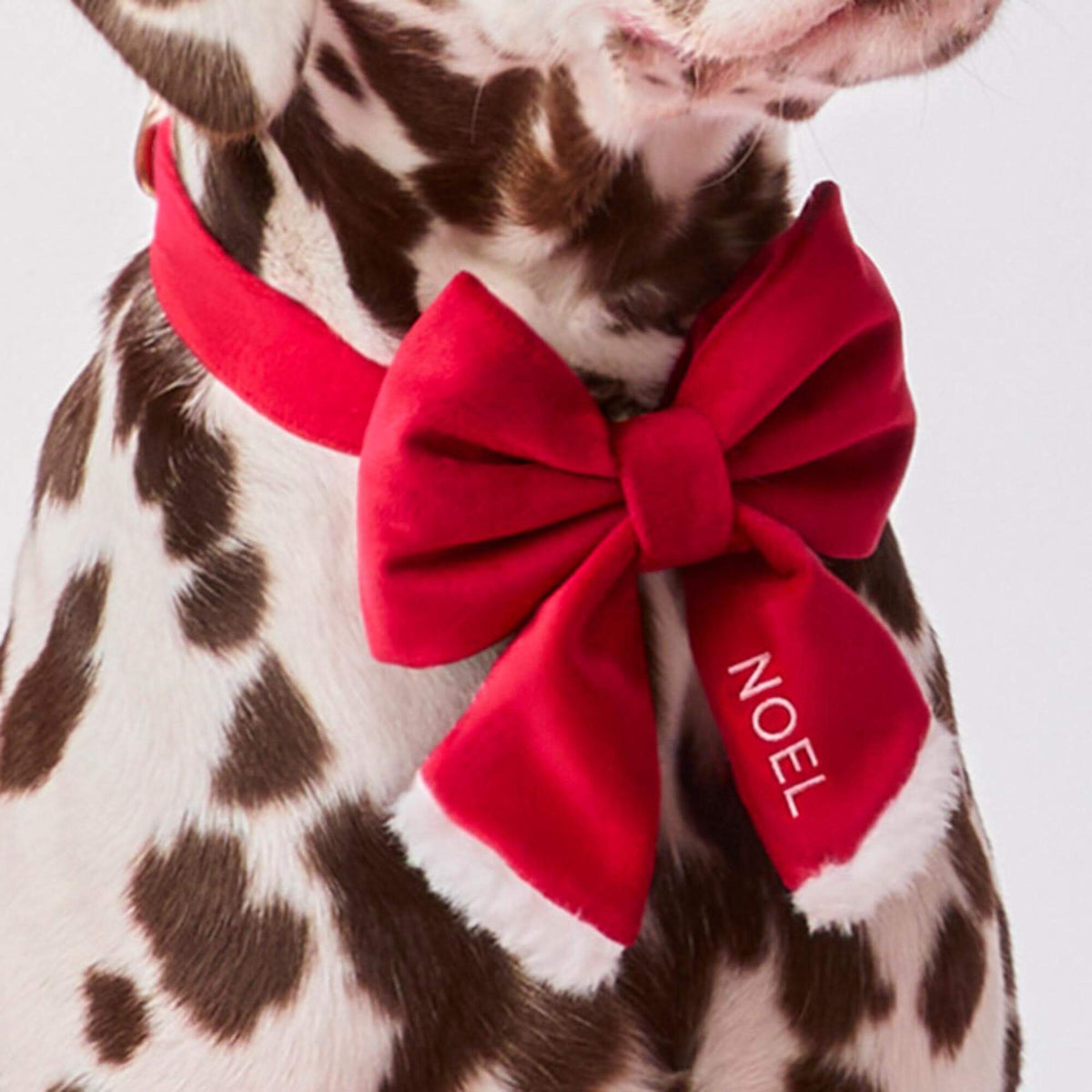 #Modeled by Milo (60lbs) in a Medium collar and Large lady bow