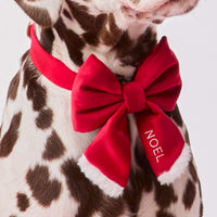 #Modeled by Milo (60lbs) in a Medium collar and Large lady bow