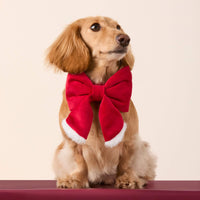 #Modeled by Charlie (12lbs) in a Small collar and Large lady bow