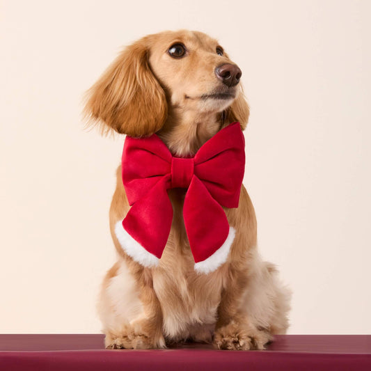 #Modeled by Charlie (12lbs) in a Large lady bow