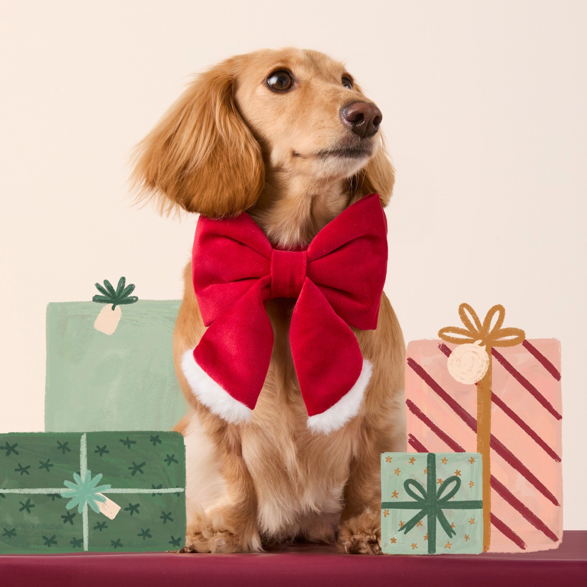 Santa Paws Lady Bow Collar from The Foggy Dog