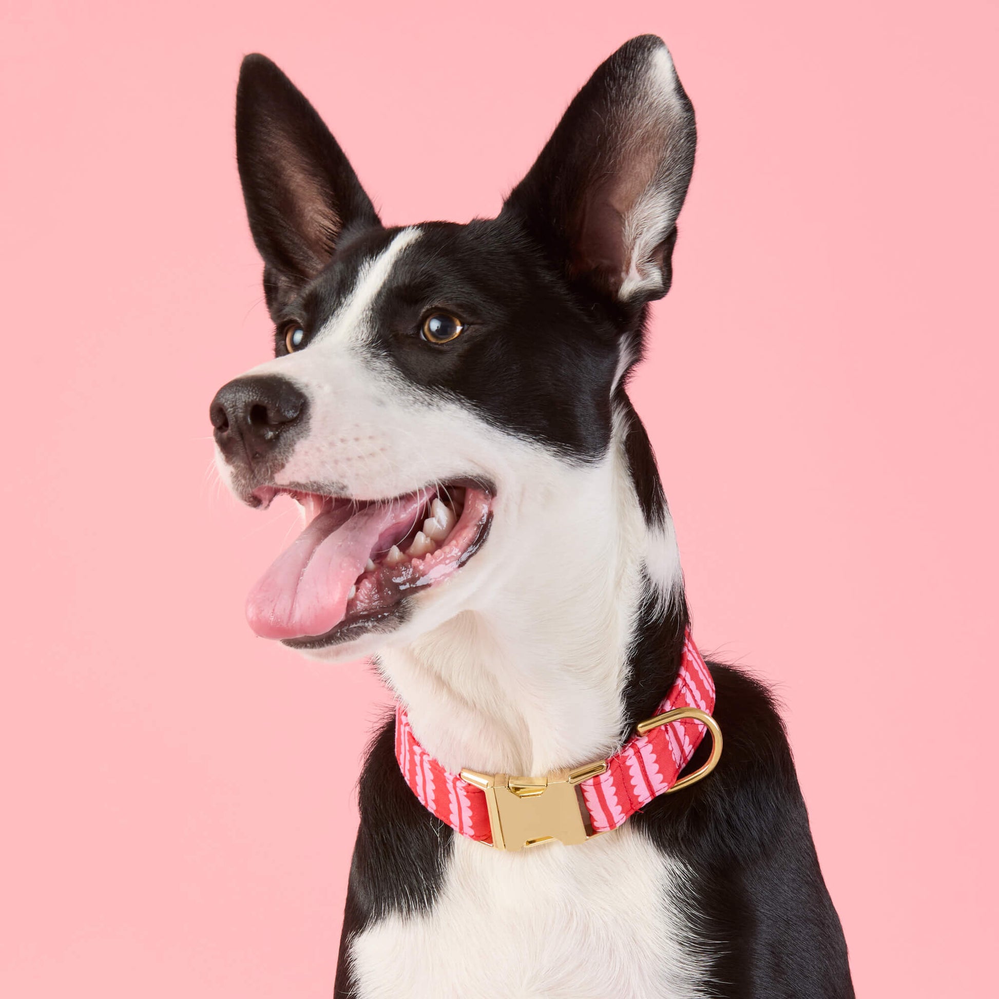 #Modeled by Leo (35lbs) in Medium