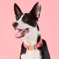 #Modeled by Leo (35lbs) in Medium