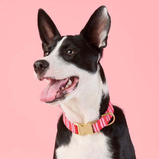 #Modeled by Leo (35lbs) in Medium