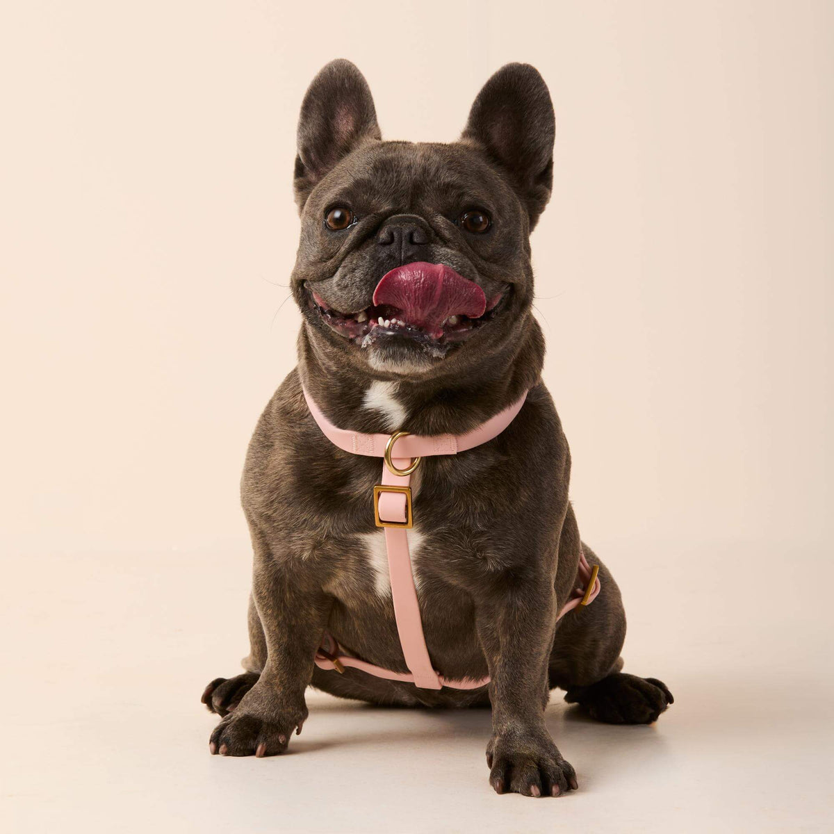 Active Flex Dog Harness (XS/S), Shell view 3