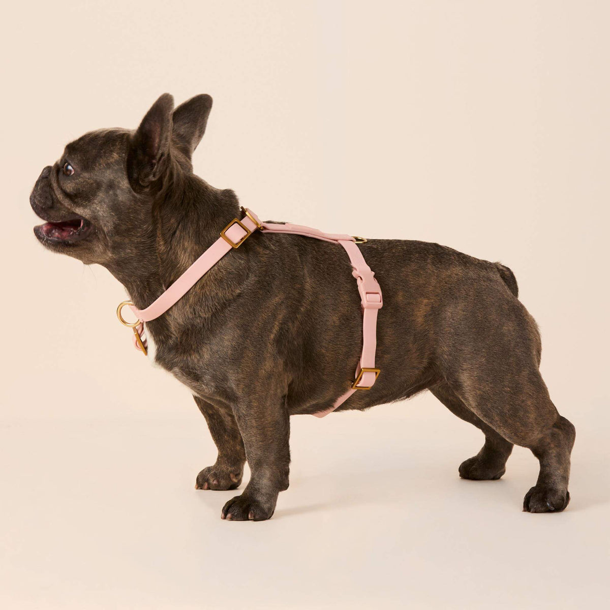 Active Flex Dog Harness (XS/S), Shell view 4