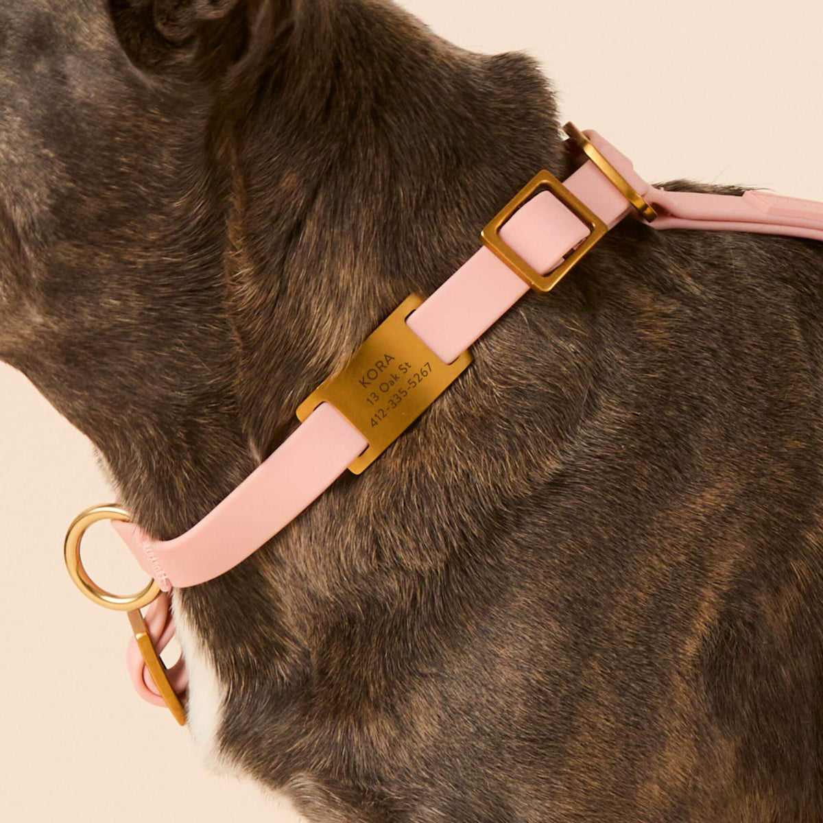 #Kora (20lbs) in Small