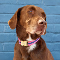 #Modeled by Renegade (40lbs) in Medium