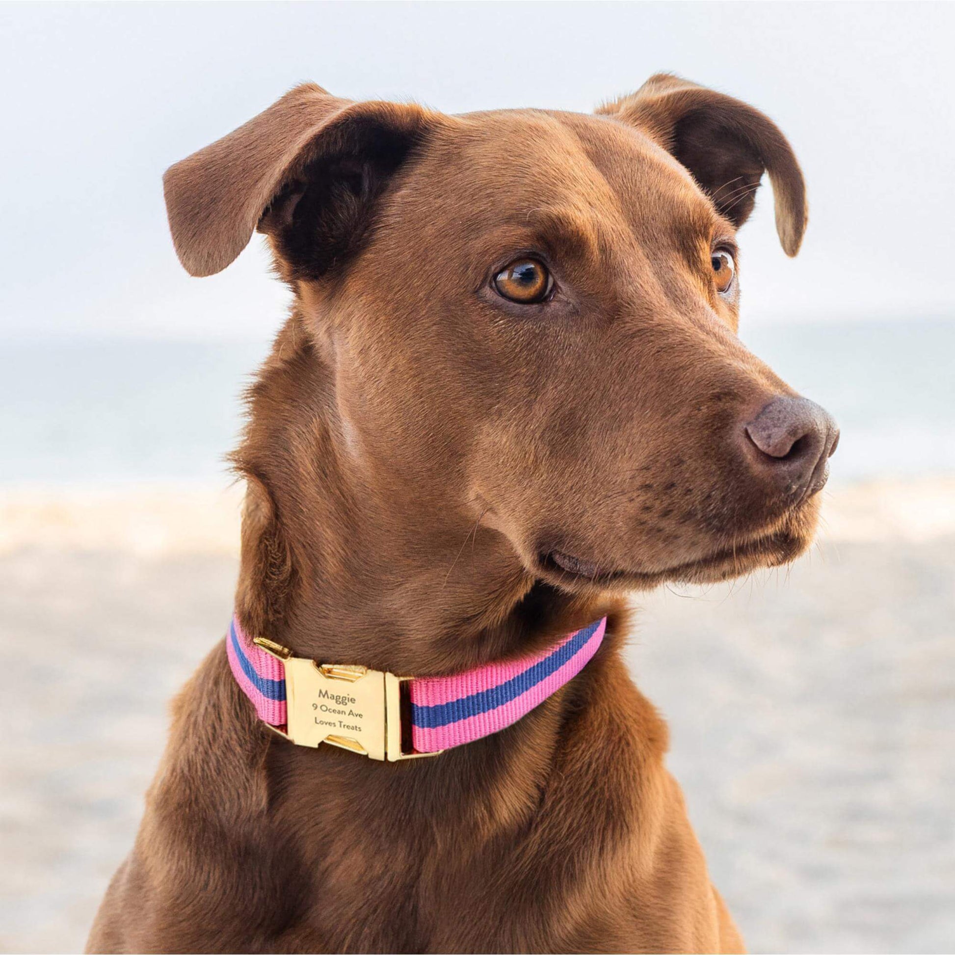 #Modeled by Cafe (60lbs) in Large