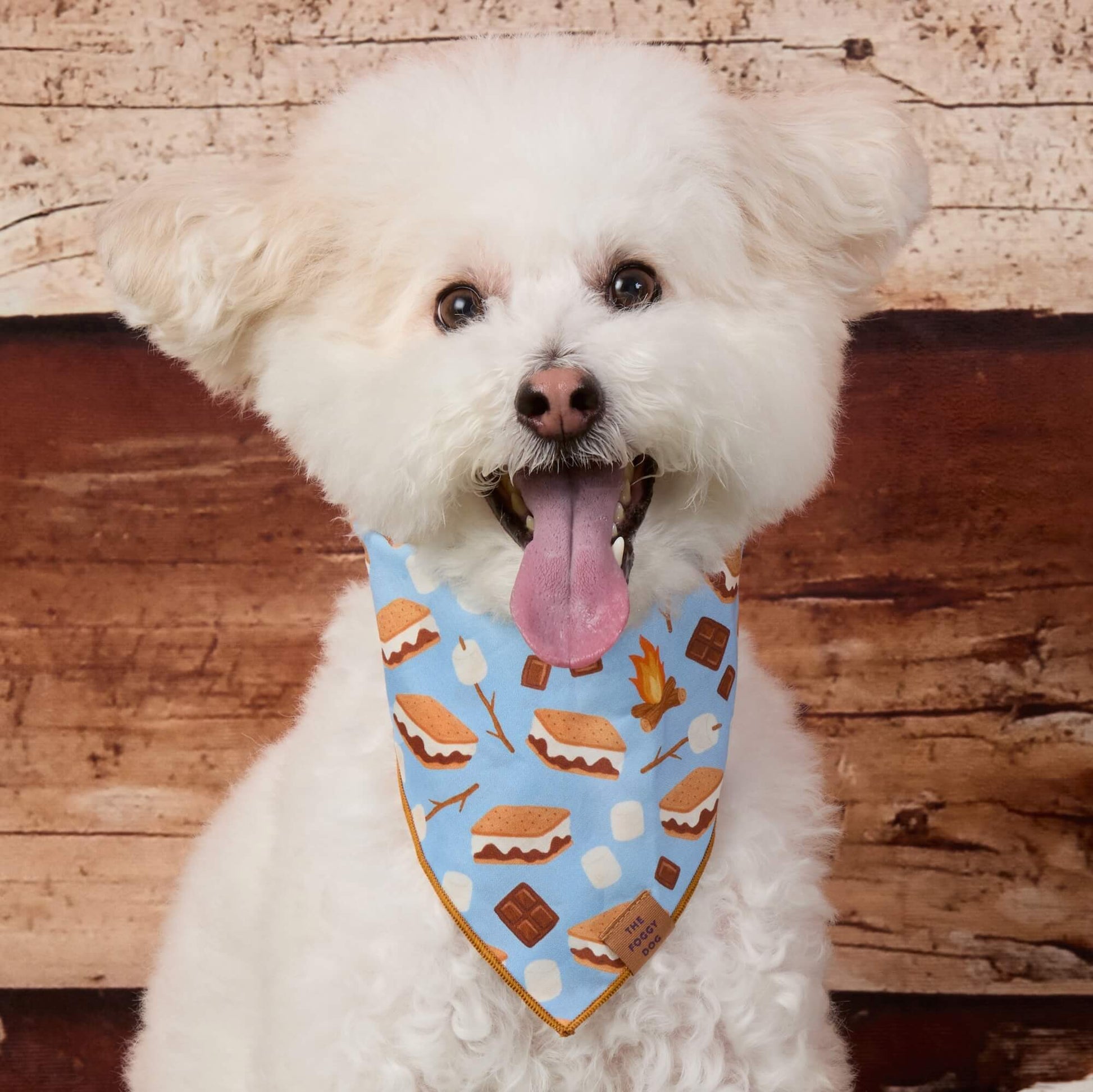 #Modeled by Mochi (14lbs) in Small