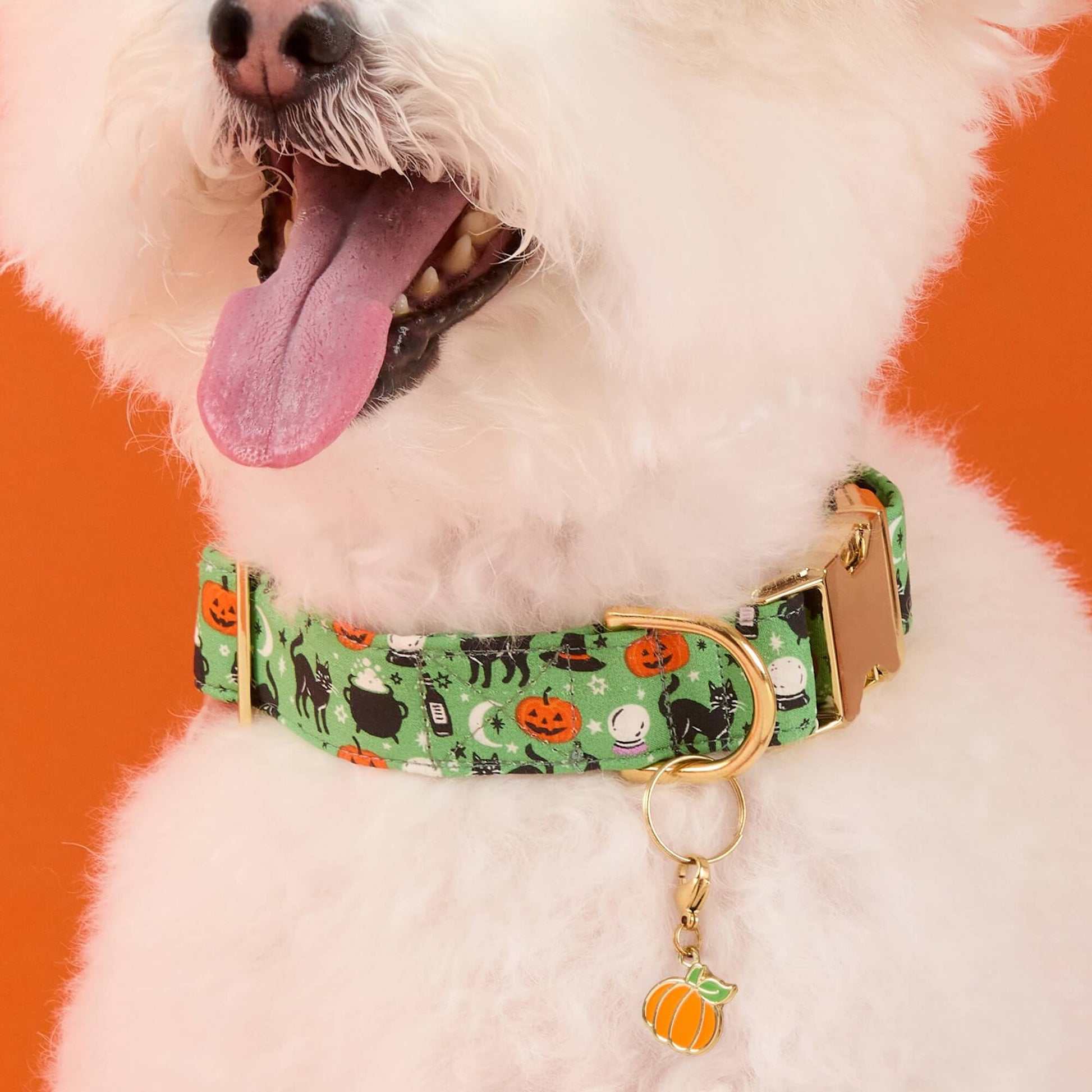 #Modeled by Mochi (14lbs) in Small