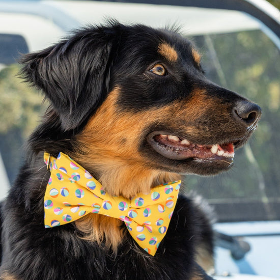 #Modeled by Harlow (33lbs) in a Medium collar and Large bow tie