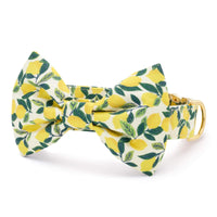 Lemon Zest Bow Tie Collar from The Foggy Dog