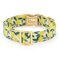 Lemon Zest Dog Collar from The Foggy Dog
