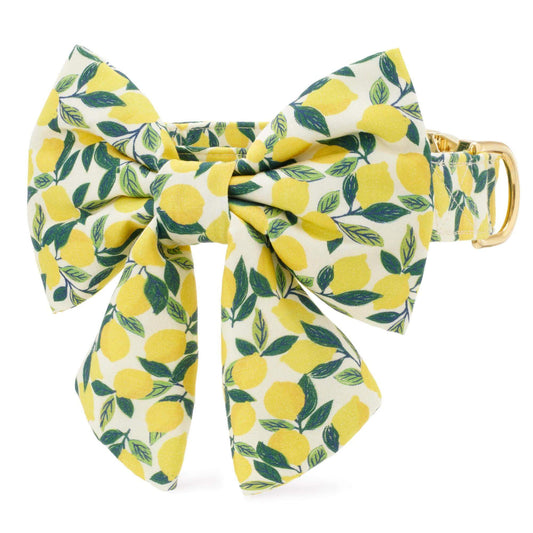 Lemon Zest Lady Bow Collar from The Foggy Dog