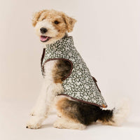 #Modeled by Sesame (27lbs) in Medium