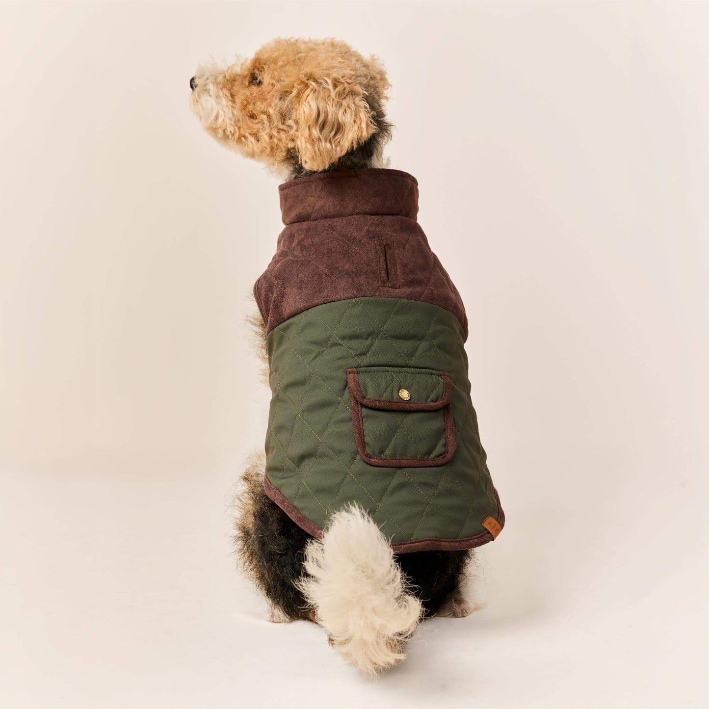 #Modeled by Sesame (27lbs) in Medium