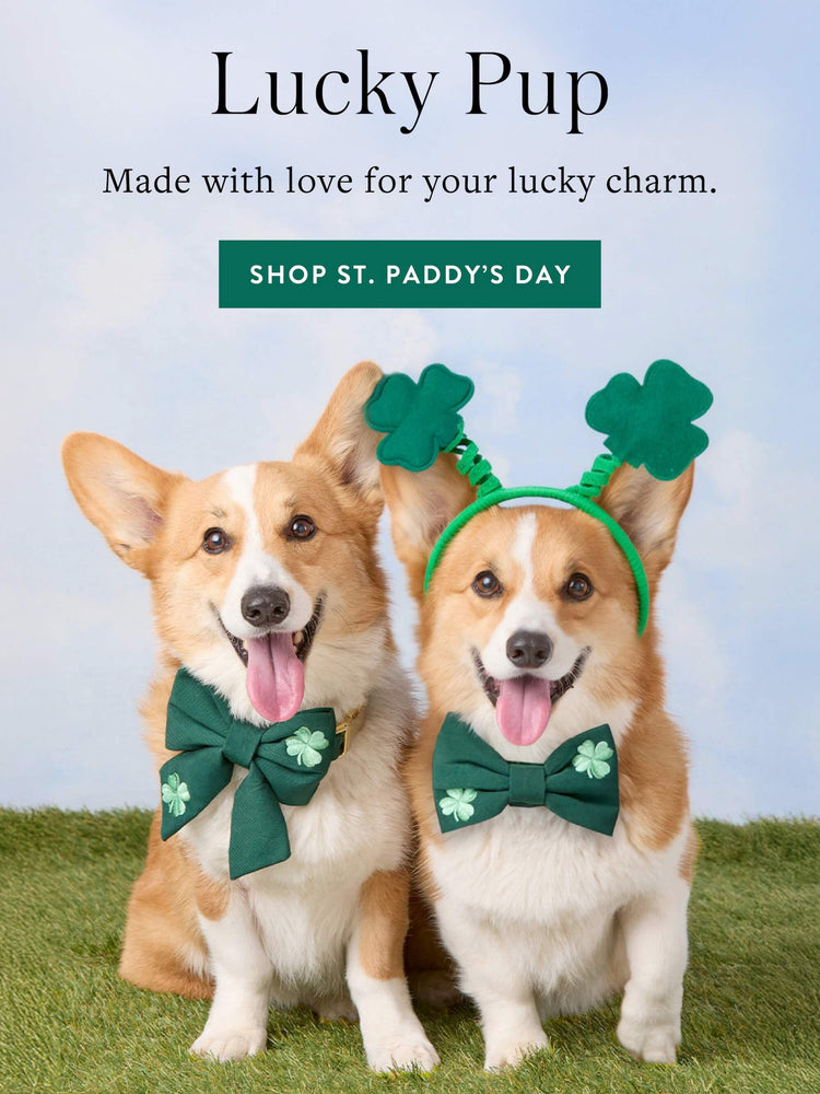 St. Patrick's Day Collection The Foggy Dog