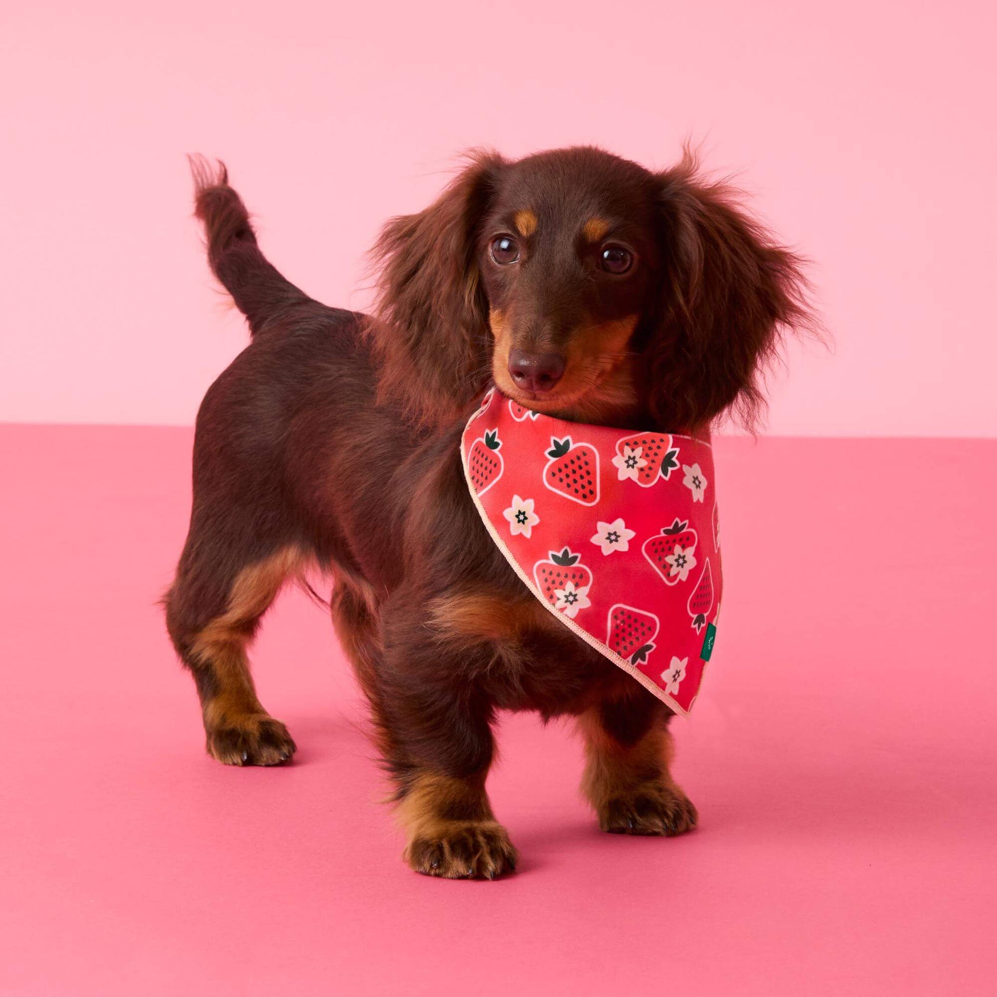 #Modeled by Beanie (5lbs) in Small