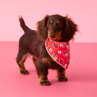 #Modeled by Beanie (5lbs) in Small