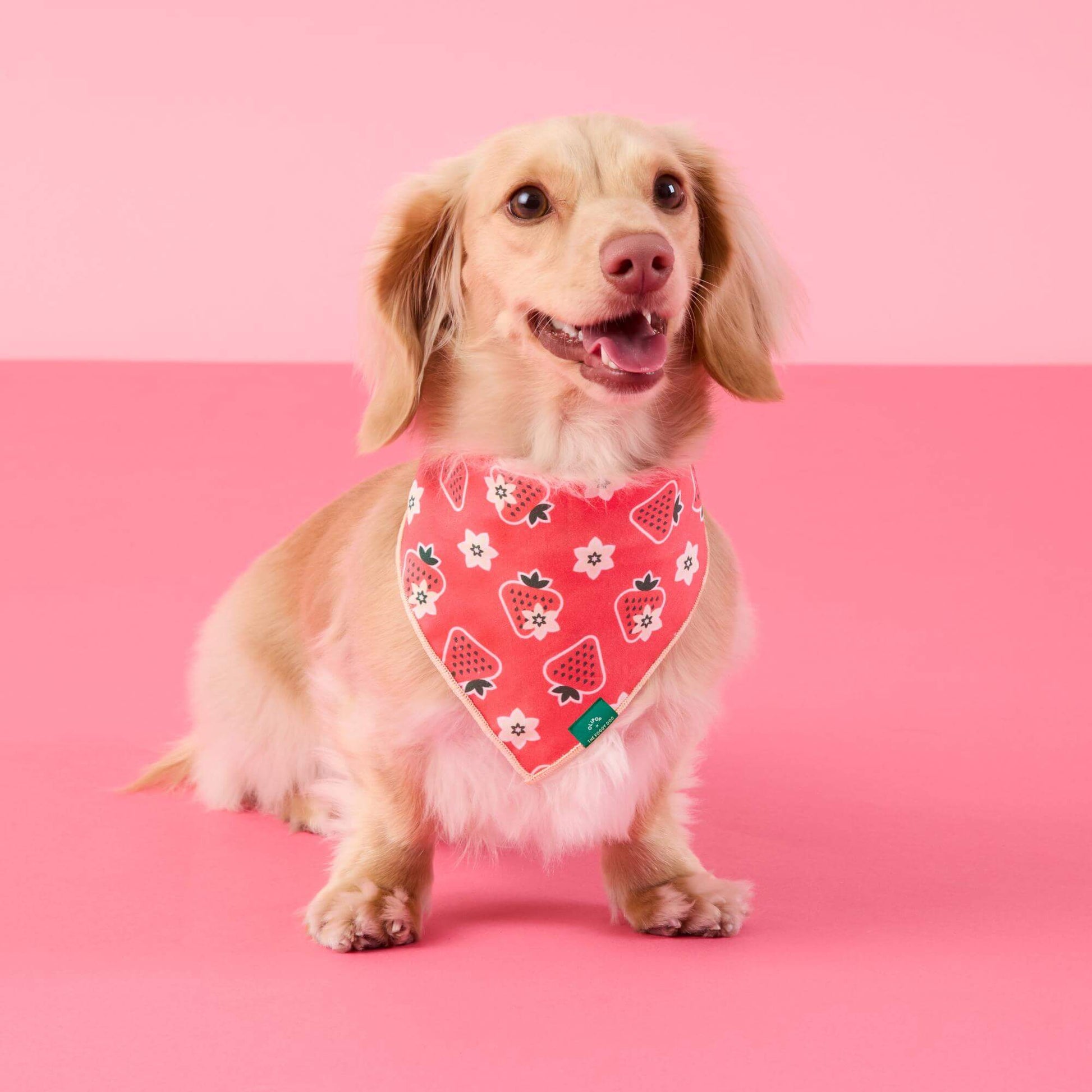 #Modeled by Finley (12lbs) in Small