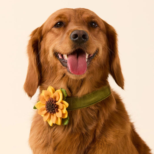#Modeled by Maple (45lbs)