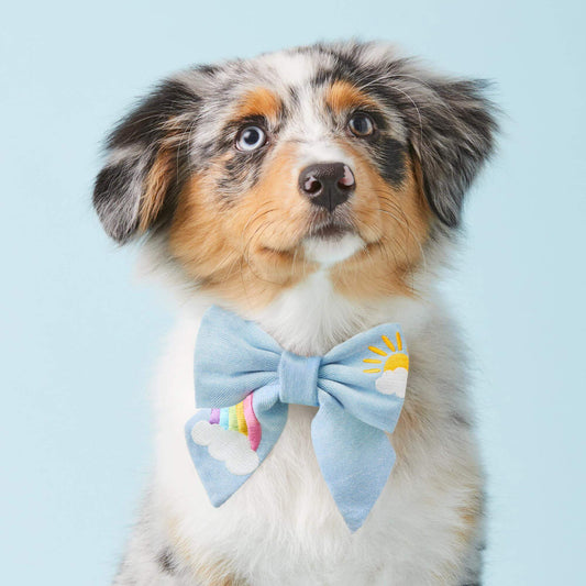 #Modeled by Blue (15lbs) in a Small collar and Large lady bow