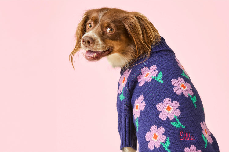 Sweaters, Jackets and Apparel at The Foggy Dog