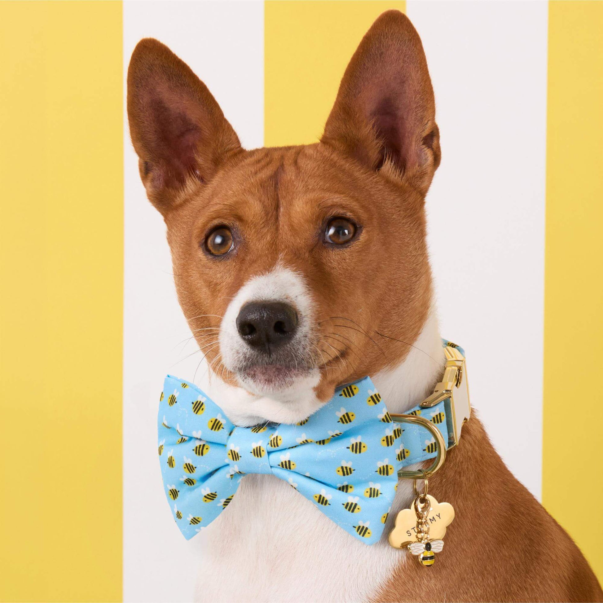 #Modeled by Ricky (27lbs) in a Medium collar and Large bow tie