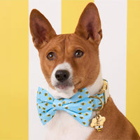 #Modeled by Ricky (27lbs) in a Medium collar and Large bow tie
