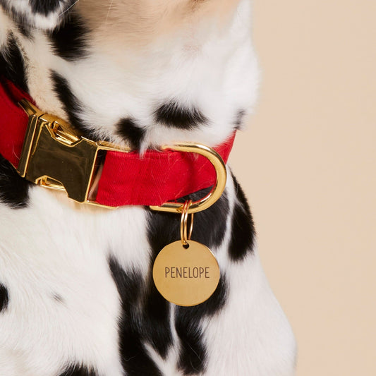 #Modeled by Dottie (43lbs) in a Large pet ID tag