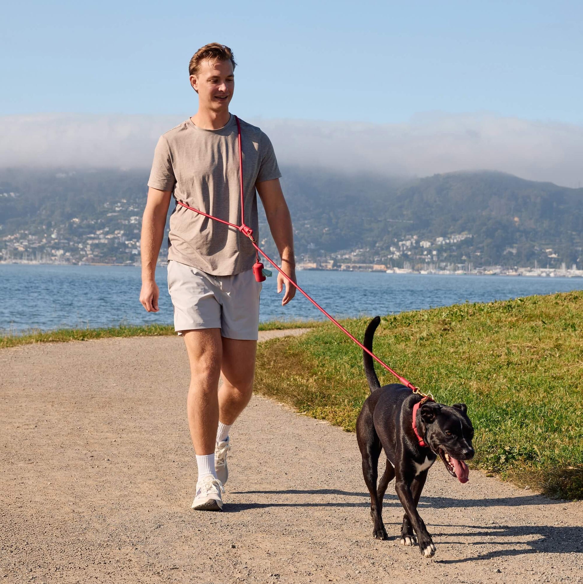 #Ollie (55lbs) in a Medium collar and Standard leash