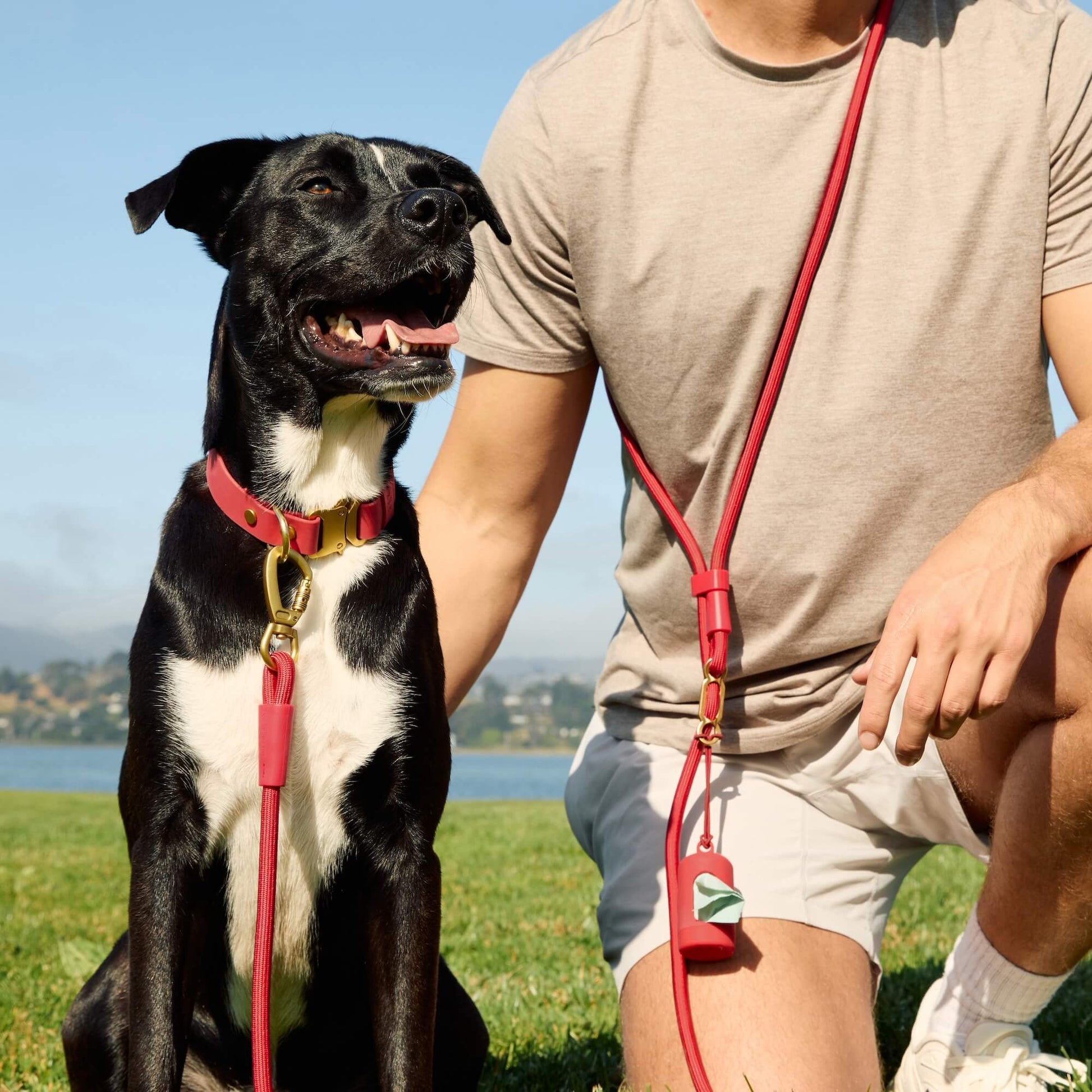 #Ollie (55lbs) in a Medium collar and Standard leash